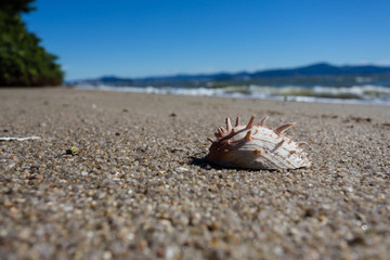 Shell in the sand