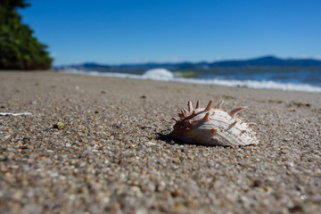 Shell in the sand