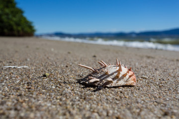 Shell in the sand