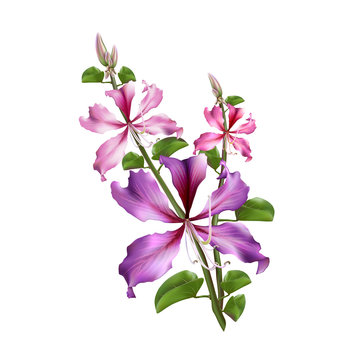 Pink Bauhinia Purpurea.