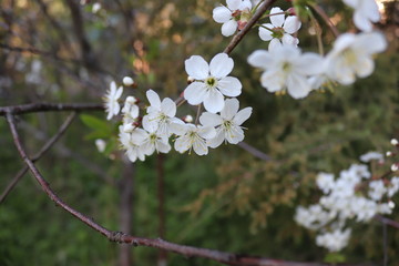 The flower of the blackthorn