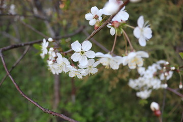 The flower of the blackthorn