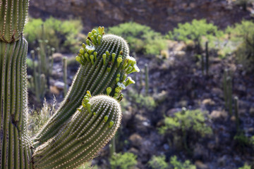 Saguaro cactus in bloom on Mt. Lemmon, Arizona.
