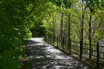 Green Forest Path