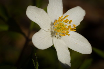 wild flowers with white  yellow and green colours 