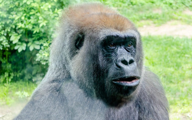 Obraz premium Close-up of a gorilla