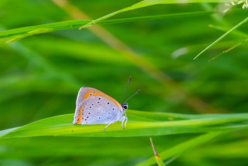 Butterfly pigeon on pod, summer. Meleageria daphnis