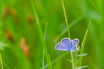 Butterfly pigeon on pod, summer. Meleageria daphnis