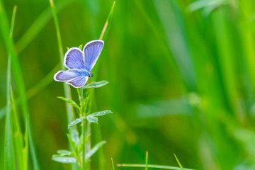 Butterfly pigeon on pod, summer. Meleageria daphnis