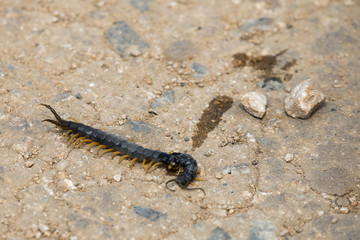Common Desert Centipede or Scolopendra Polymorpha