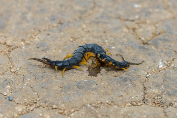Common Desert Centipede or Scolopendra Polymorpha