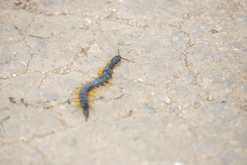 Common Desert Centipede or Scolopendra Polymorpha