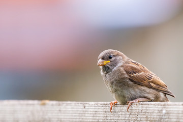 Closeup of sparrow on grey background