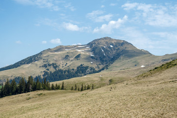 Fototapeta premium scenic view of highland with trees and mountain under bright blue sky in Romania