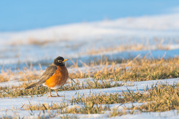 Female North robin bird snow