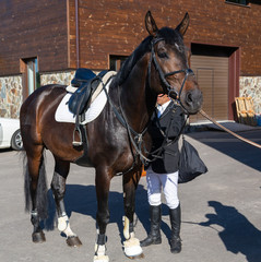 Obraz premium The horse is ready for competition