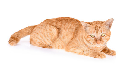 Red cat isolated on a white background