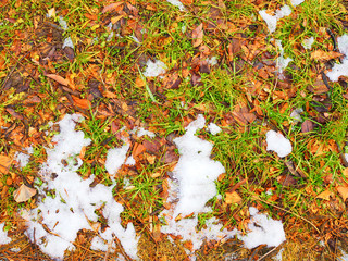 Top view wet green and dry yellow brown short grass field with red foliage fallen leaves and black soil land, melting white snow pile dirt stain background in Japanese park