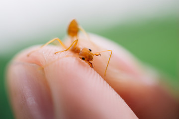 I Have Got Bitten By An Ant