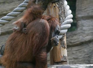 mother orangutan with her cute baby  © Raisa Kanareva