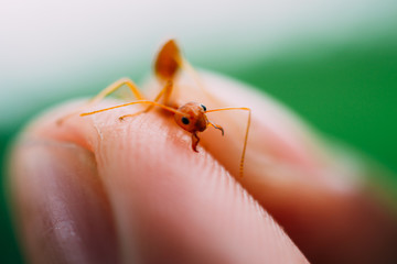 I Have Got Bitten By An Ant