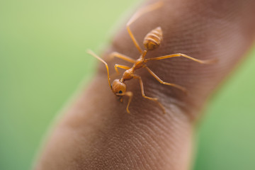 I Have Got Bitten By An Ant
