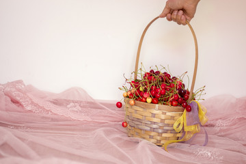 Fototapeta na wymiar A handful of cherries in a cherry basket A cherry in a handful of cherry fruits A cherry in a handful of fruits