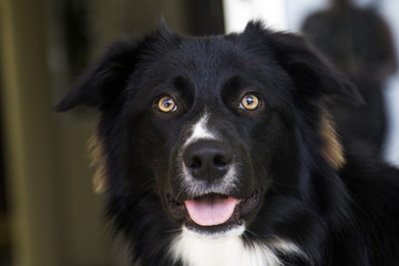 Border collie