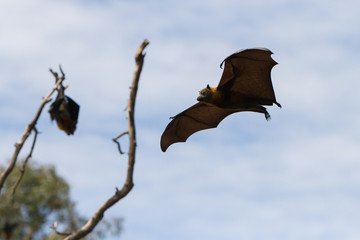Grey Headed Flying Fox in Mid Air