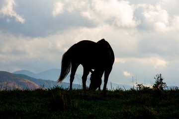Fototapeta na wymiar Grazing Horse in Vermont against Cloudy Sky