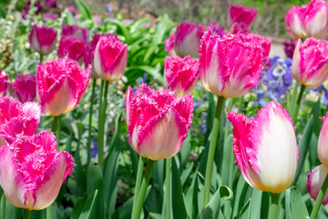 Fringed pink tulips in springtime
