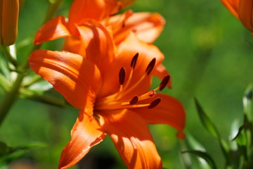 Fototapeta premium Brilliant orange blooming tiger lily flower