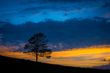 Fototapeta na wymiar Lone Tree in Field against Sunset