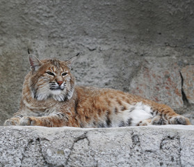 lynx , summer day in zoo
