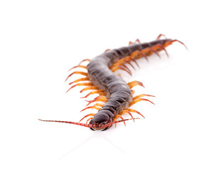 centipede isolated on white background