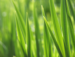 Naklejka na ściany i meble Fresh green grass with water droplet in sunshine