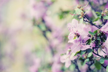 beautiful purple  flowers in the garden 