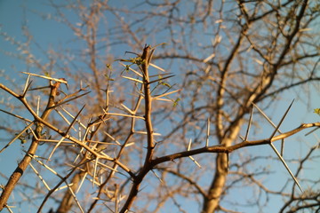 Acacia