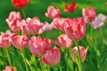 Group of colorful tulip. red, pink, purple flower tulip lit by sunlight. Soft selective focus, tulip close up, toning. Bright colorful tulip photo background