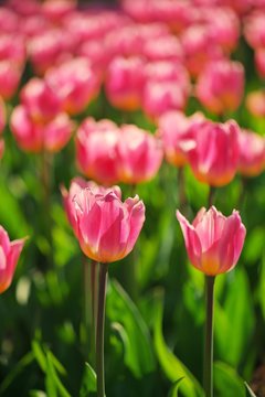 Group of colorful tulip. red, pink, purple flower tulip lit by sunlight. Soft selective focus, tulip close up, toning. Bright colorful tulip photo background