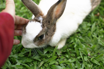 rabbit on green garden