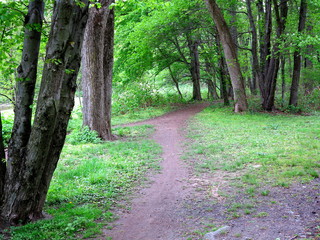 Green Forest Path - Trail through a woodland  landscape.