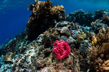 Spanish Dancer Nudibranch Eggs on Reef in Alor