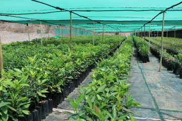 Avocado Nursery