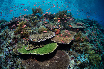 Fototapeta na wymiar Gorgeous Coral Reef in Alor, Indonesia