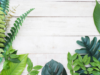 Tropical plant green leaves on white vintage wood.