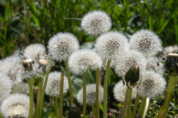 Dandelion Make a Wish