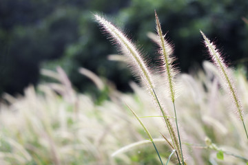 grass flower at sunset with mountain scenery background in green nature,yellow flower grass impact sunlight