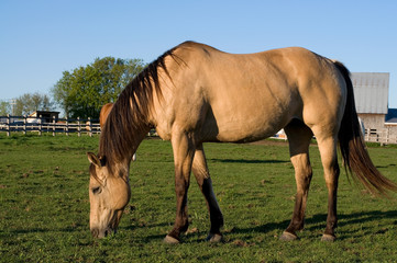Fototapeta premium Beautiful Purebread Horse Eating Grass in the Field