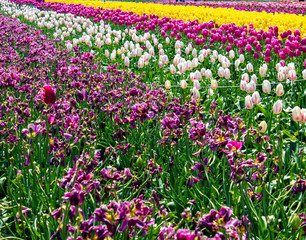Rows of Multicolored Tulips in a Field